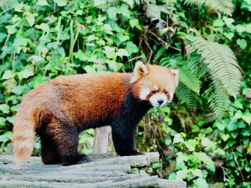 Chengdu Dujiangyan Red Panda Forest Park - Following the boardwalks to find the red pandas