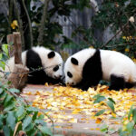 Chengdu Giant Panda and Leshan Giant Buddha Full-Day Sightseeing Tour - What to expect at the panda research base