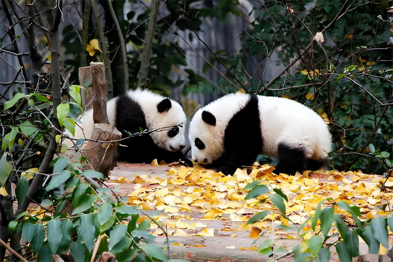Chengdu Giant Panda and Leshan Giant Buddha Full-Day Sightseeing Tour - What to expect at the panda research base