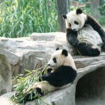 Chengdu Giant Panda Breeding Research Base Half-Day Guided Tour - What the guided visit can add