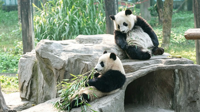Chengdu Giant Panda Breeding Research Base Half-Day Guided Tour - What the guided visit can add