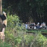 Chengdu Panda and Leshan Giant Buddha Private 2-Day Tour - At Chengdu’s panda breeding base