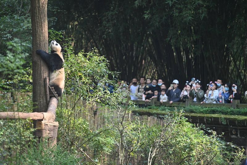 Chengdu Panda and Leshan Giant Buddha Private 2-Day Tour - At Chengdu’s panda breeding base
