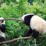 Chengdu Panda Base Half-Day Private Tour with Tickets - What to Expect at the Panda Base