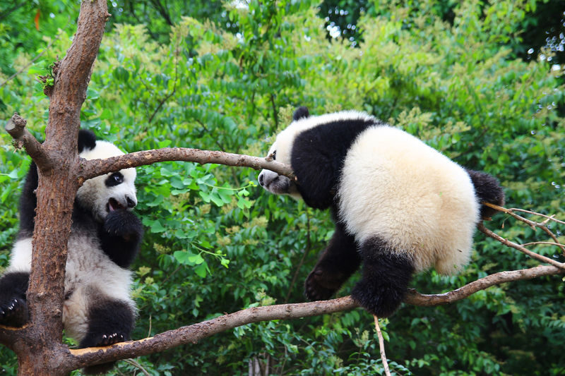 Chengdu Panda Base Half-Day Private Tour with Tickets - What to Expect at the Panda Base