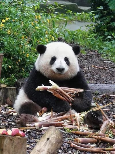 Chengdu Panda Base & Sanxingdui Museum Discovery - Morning at the Panda Base: go early, keep expectations flexible