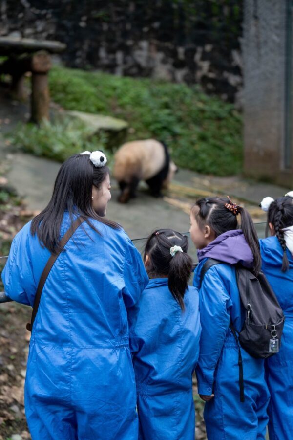 Chengdu Panda Volunteer 1-Day Charity Experience in Dujiangyan/Wolong Panda Base - At Panda Valley, observation comes first