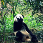 Chengdu Research Base of Giant Panda Breeding Ticket - Start early for feeding and outdoor activity
