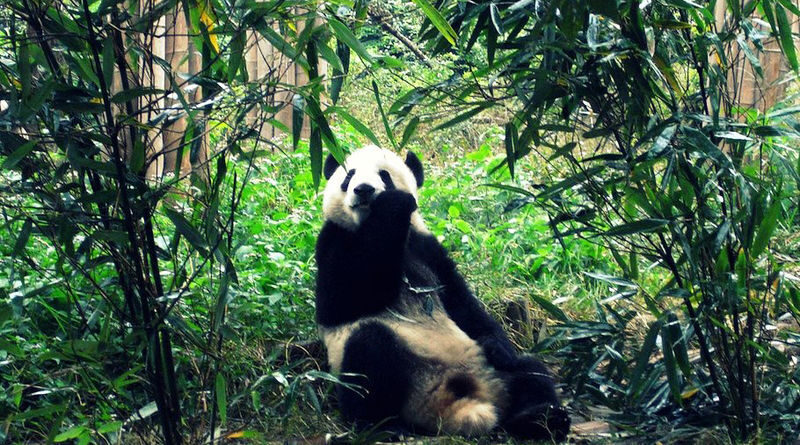 Chengdu Research Base of Giant Panda Breeding Ticket - Start early for feeding and outdoor activity