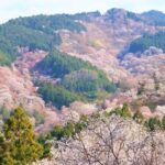 Cherry Blossom Buddha and Mt.Yoshino with Strawberry Picking Tour - Starting early in Osaka