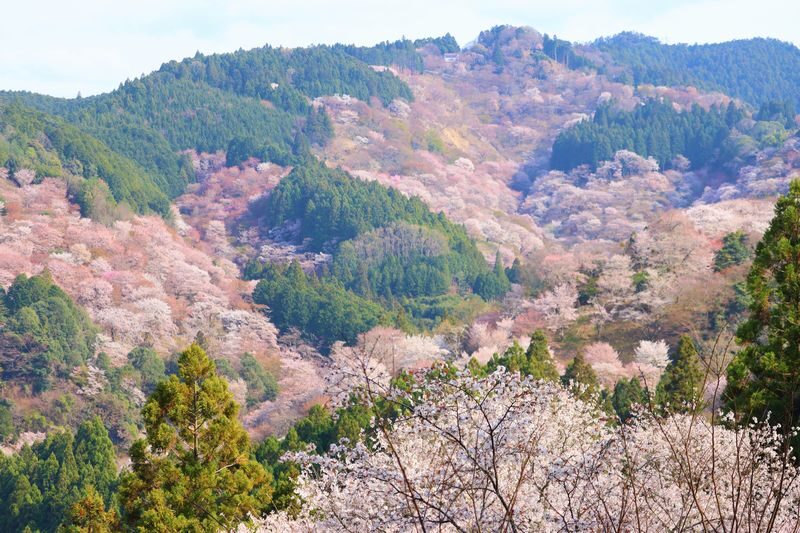 Cherry Blossom Buddha and Mt.Yoshino with Strawberry Picking Tour - Starting early in Osaka
