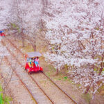 Cherry Blossom Day Tour from Seoul: Nami Island, Rail Bike & Alpaca - Nami Island: a long stop with plenty to choose from