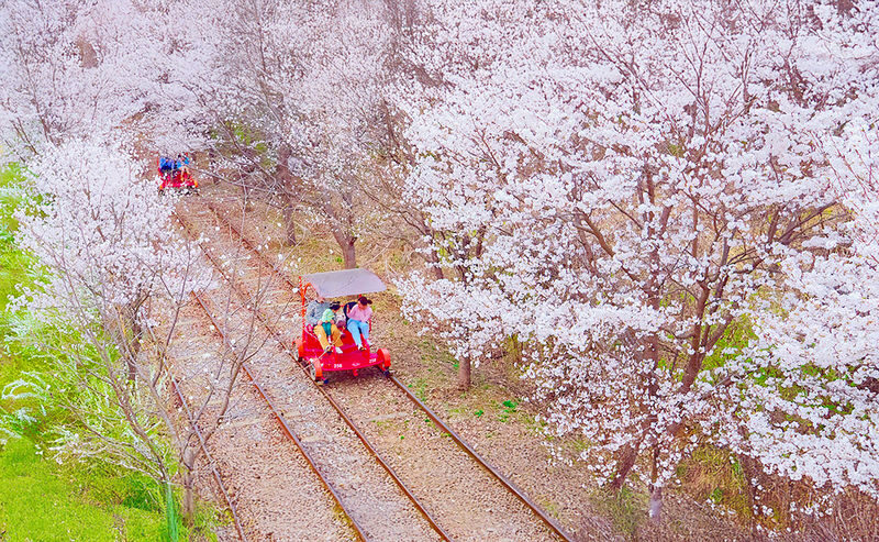 Cherry Blossom Day Tour from Seoul: Nami Island, Rail Bike & Alpaca - Nami Island: a long stop with plenty to choose from