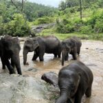 Chiang Mai Doi Inthanon & Elephant Sanctuary Full-Day Wildlife Tour - A buffet lunch before the mountain climb