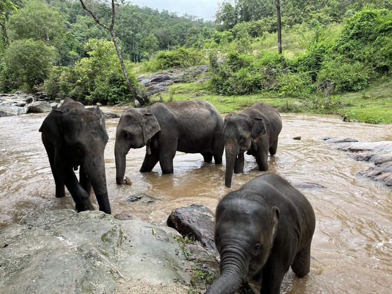Chiang Mai Doi Inthanon & Elephant Sanctuary Full-Day Wildlife Tour - A buffet lunch before the mountain climb