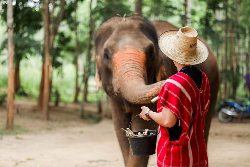 Chiang Mai Kerchor Elephant Eco Park Tour (from Chiang Mai) - The Drive From Chiang Mai Sets The Pace