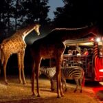 Chiang Mai Night Safari with Hotel Transfer - Aim for the cooler, darker hour