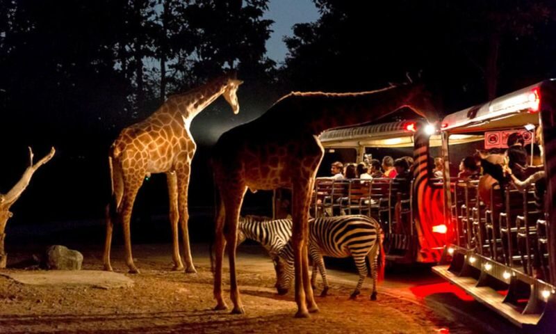 Chiang Mai Night Safari with Hotel Transfer - Aim for the cooler, darker hour