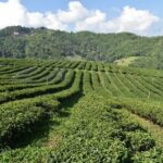 Chiang Rai Mueang Chiang Rai One-Day Tour - Into bamboo forest and mountain paths