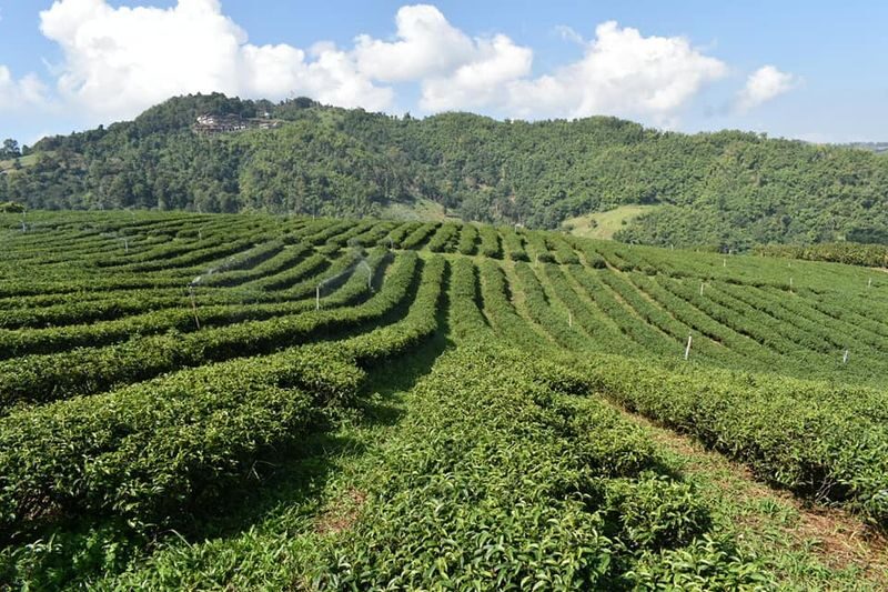 Chiang Rai Mueang Chiang Rai One-Day Tour - Into bamboo forest and mountain paths