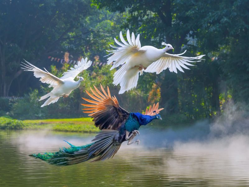 Chimelong Birds Park Guangzhou - Following the boardwalk and watching birds up close