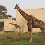 Chongqing Zoo - A route through a hillside zoo