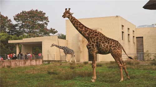 Chongqing Zoo - A route through a hillside zoo