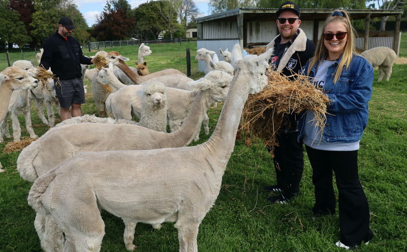 Christchurch Alpaca Farm Tours by Silverstream Alpaca Farmstay - Feeding, fleece and a possible cria