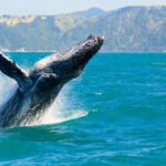 Christchurch Kaikoura Whale Watching or Fishing Experience - On the water: whales, weather, and a steady boat