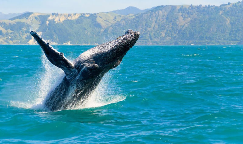 Christchurch Kaikoura Whale Watching or Fishing Experience - On the water: whales, weather, and a steady boat