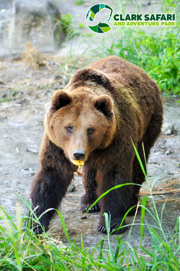 Clark Safari and Adventure Park Ticket - A route that needs a little planning