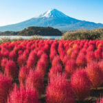 Classic Fuji Flower Viewing Route | Tenjosan Park & Arakurayama Sengen Park & Nichikawa Clock Shop & Lawson Convenience Store & Oishi Park (including cable car ticket) - Arakurayama Sengen Park and the pagoda view