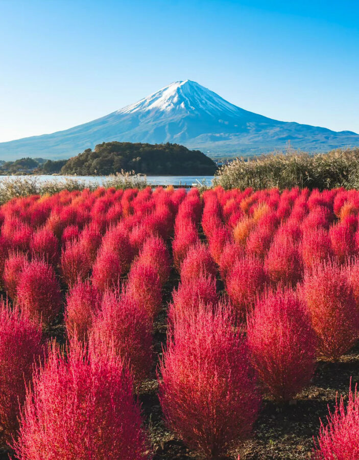 Classic Fuji Flower Viewing Route | Tenjosan Park & Arakurayama Sengen Park & Nichikawa Clock Shop & Lawson Convenience Store & Oishi Park (including cable car ticket) - Arakurayama Sengen Park and the pagoda view