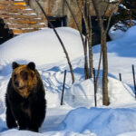 Classic Hokkaido Asahikawa & Biei Photo Spot Day Tour: Asahiyama Zoo & Shirahige Waterfall & Shirogane Blue Pond & Biei - Asahiyama Zoo: an animal stop with a seasonal highlight