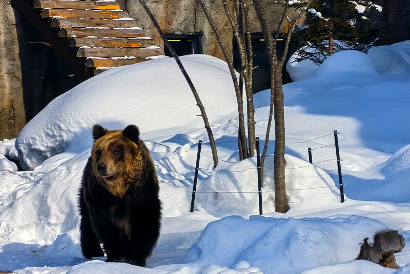 Classic Hokkaido Asahikawa & Biei Photo Spot Day Tour: Asahiyama Zoo & Shirahige Waterfall & Shirogane Blue Pond & Biei - Asahiyama Zoo: an animal stop with a seasonal highlight