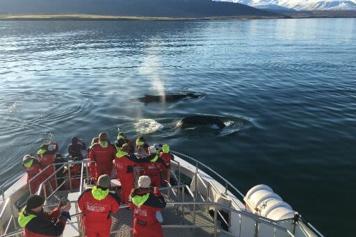 Classic Whale Watching Experience in Akureyri - What a whale sighting can look like