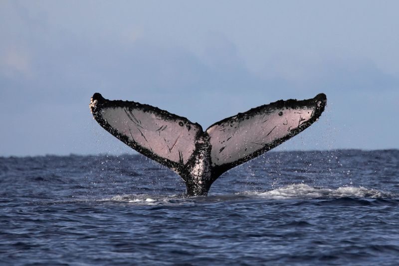 Classic Whale Watching Tour in Maui - Marine Naturalists make the time count