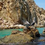 Clear Boat Ride at Los Cabos - What the glass bottom adds