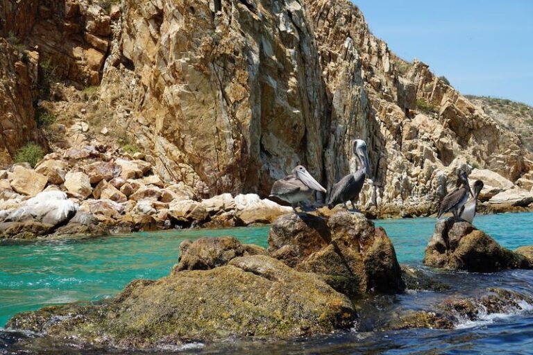 Clear Boat Ride at Los Cabos - What the glass bottom adds
