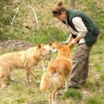Cleland Wildlife Park Self Guided Tour from Adelaide - Following Cleland’s trails at your own pace