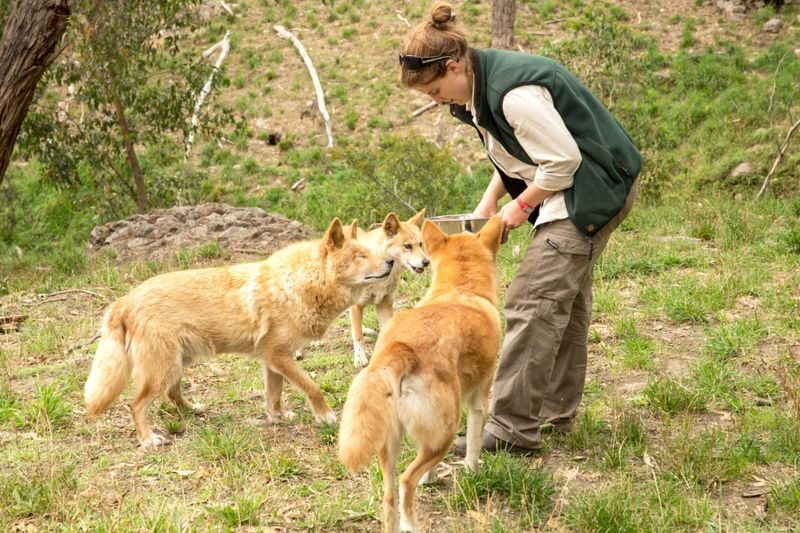 Cleland Wildlife Park Self Guided Tour from Adelaide - Following Cleland’s trails at your own pace