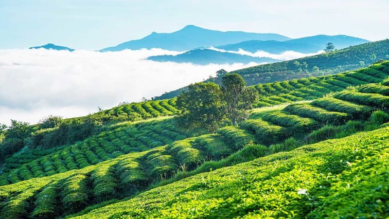 Cloud Hunting and The Glow of Dawn Tour in Da Lat - Before dawn: pickup and the road to Cau Dat