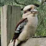 Collingwood Childrens Farm Ticket - Gardens, open space, and a slower pace