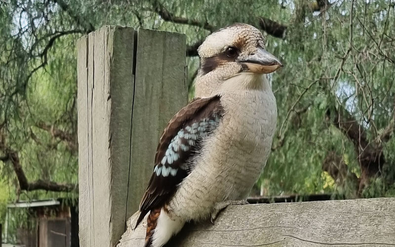 Collingwood Childrens Farm Ticket - Gardens, open space, and a slower pace