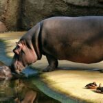 Cologne Zoological Garden ticket - Follow the African river habitat into the Hippodome