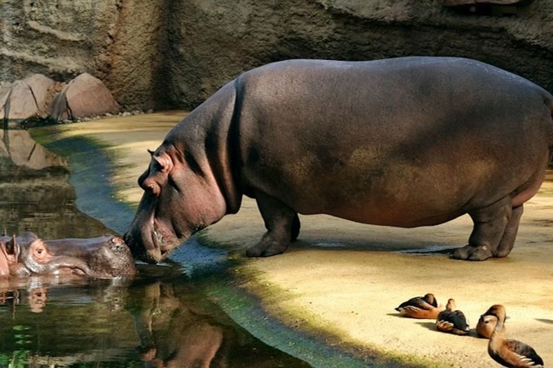 Cologne Zoological Garden ticket - Follow the African river habitat into the Hippodome