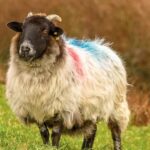 Connemara, Leenane Village and Kylemore Abbey day tour from Galway - The Twelve Pins and Connemara’s open country