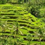 Cooking Class in Ubud with Visit to Monkey Forest and Rice Terrace - A hands-on class, then lunch