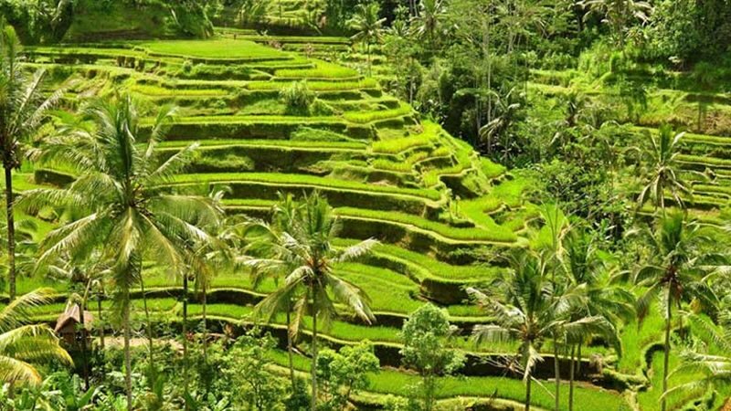 Cooking Class in Ubud with Visit to Monkey Forest and Rice Terrace - A hands-on class, then lunch