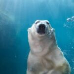Copenhagen Zoo Skip The Line Ticket in Denmark - Start with the animals that draw a crowd